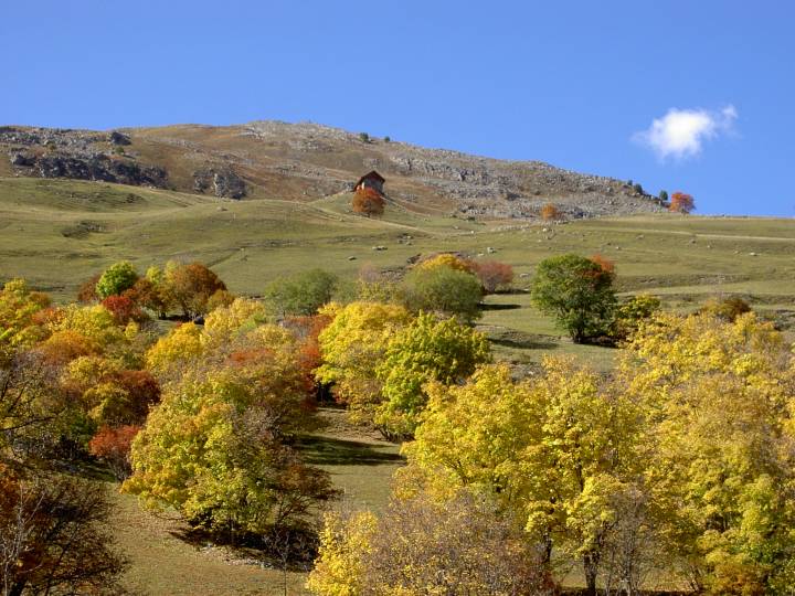 Les balais a l'automne 